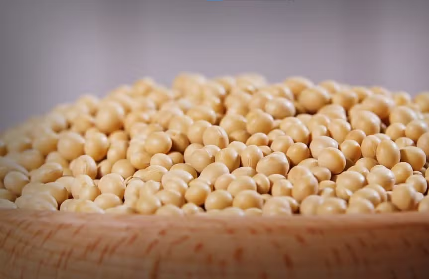 Indústrias chinesas destacam qualidade da soja mato-grossense e reforçam parceria com o Brasil