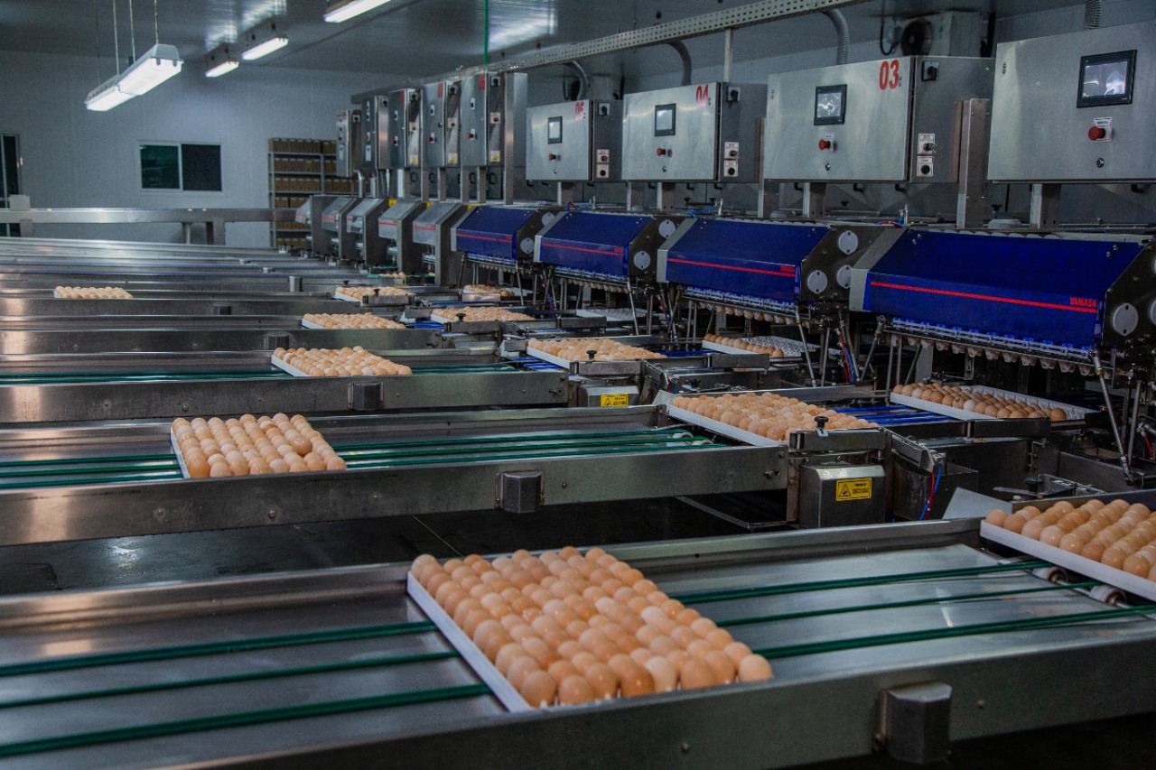 Pluma Agroavícola anuncia instalação em Campo Verde e reacende esperança na cadeia produtiva